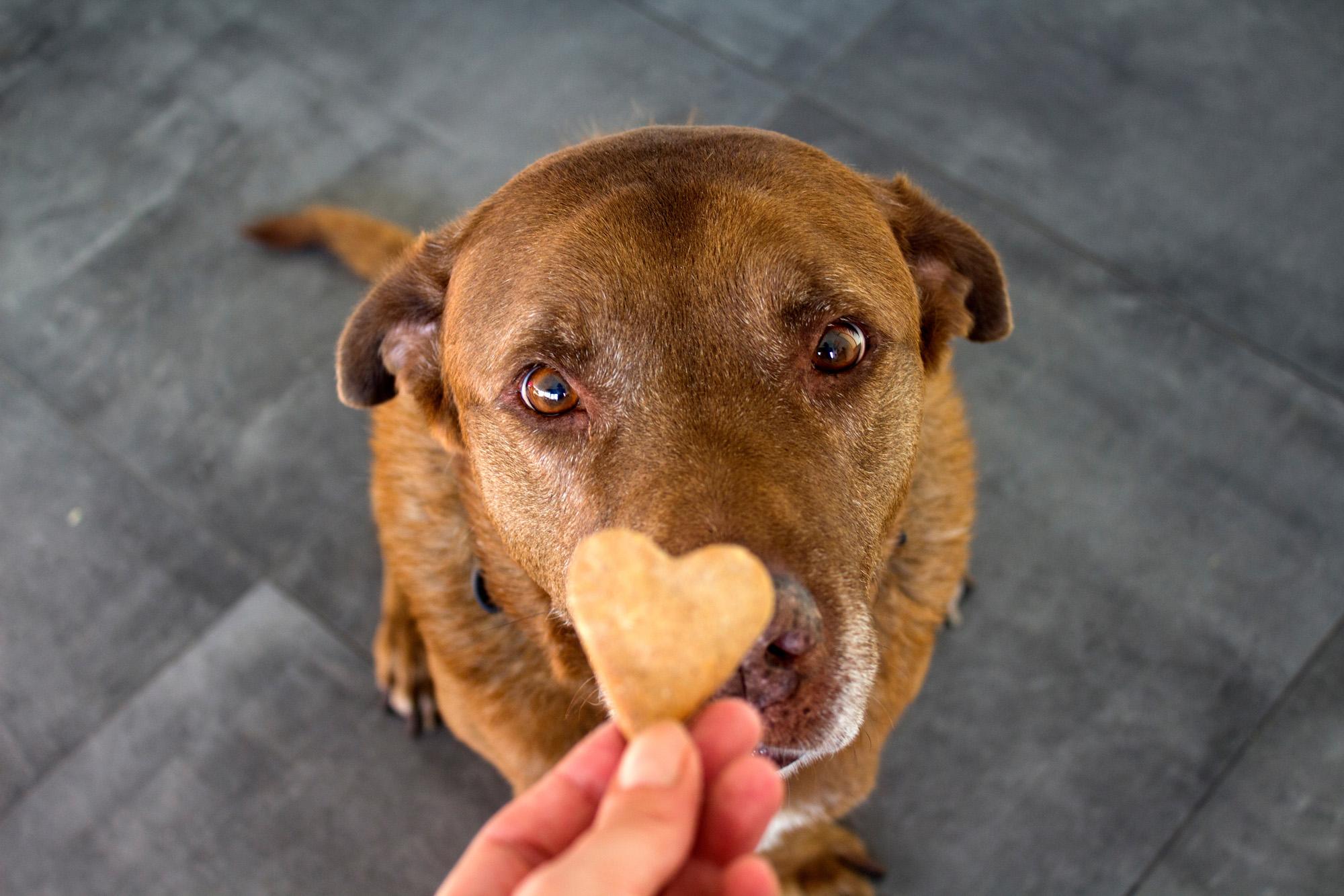 Een hond zit neer en kijkt naar een hartvormig koekje.