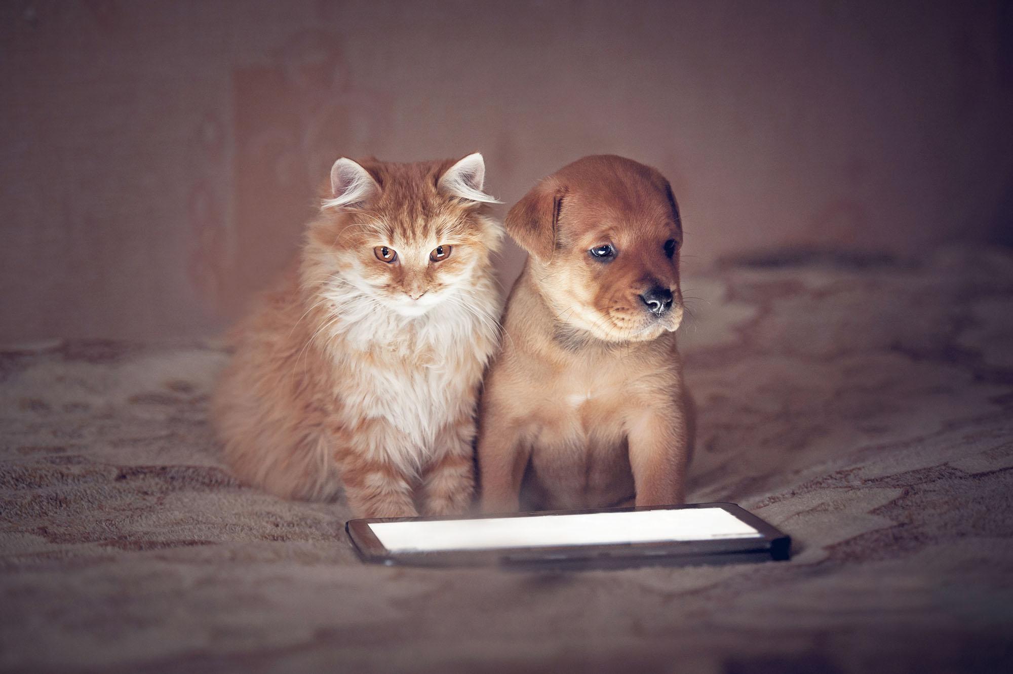 A kitten and a puppy are looking at the screen of an iPad, which is lighting up their little faces.