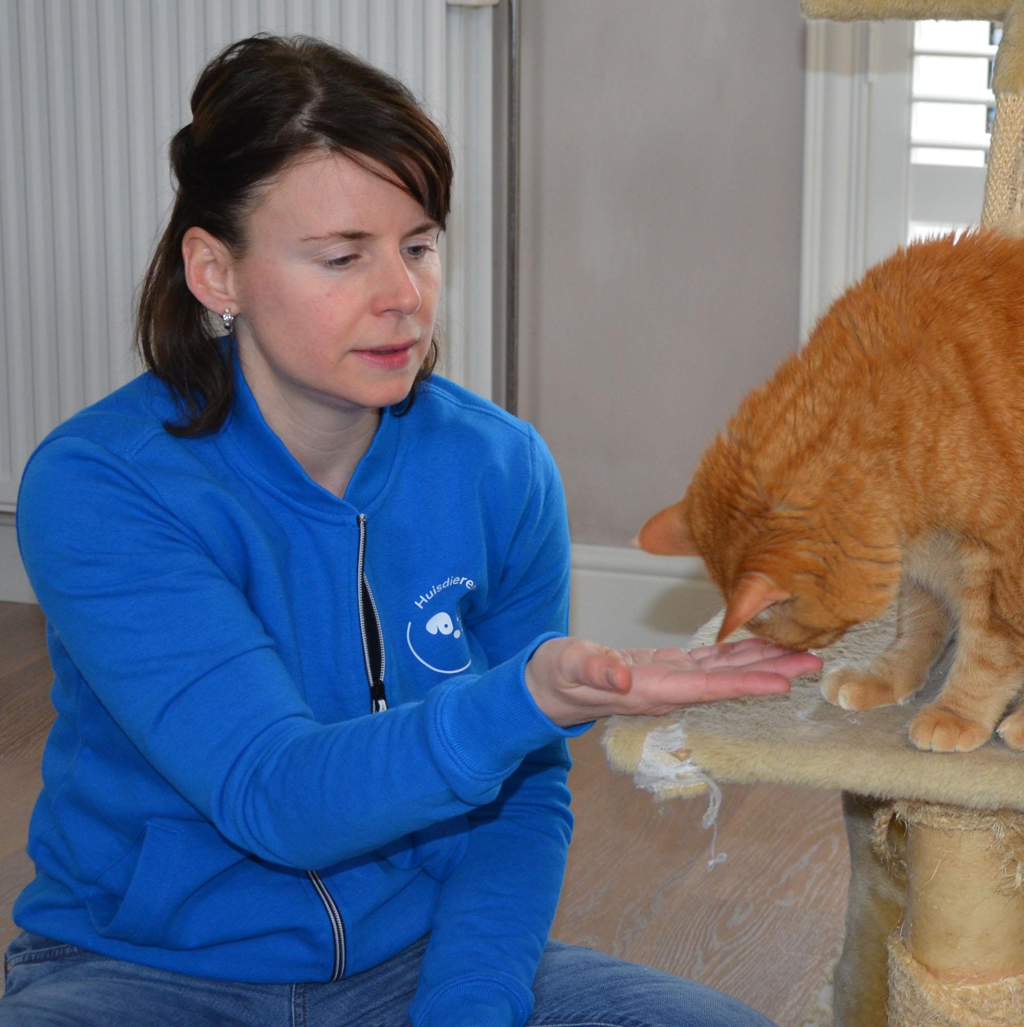 Evie Van Hove met rosse kat Kattentherapeut Evie Van Hove oefent met een rosse kat die op een krabpaal zit.