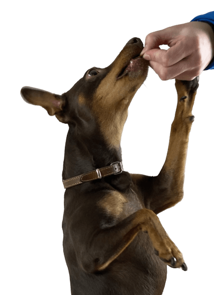 Miniature Pinscher gets a biscuit A Miniature Pinscher is given a biscuit