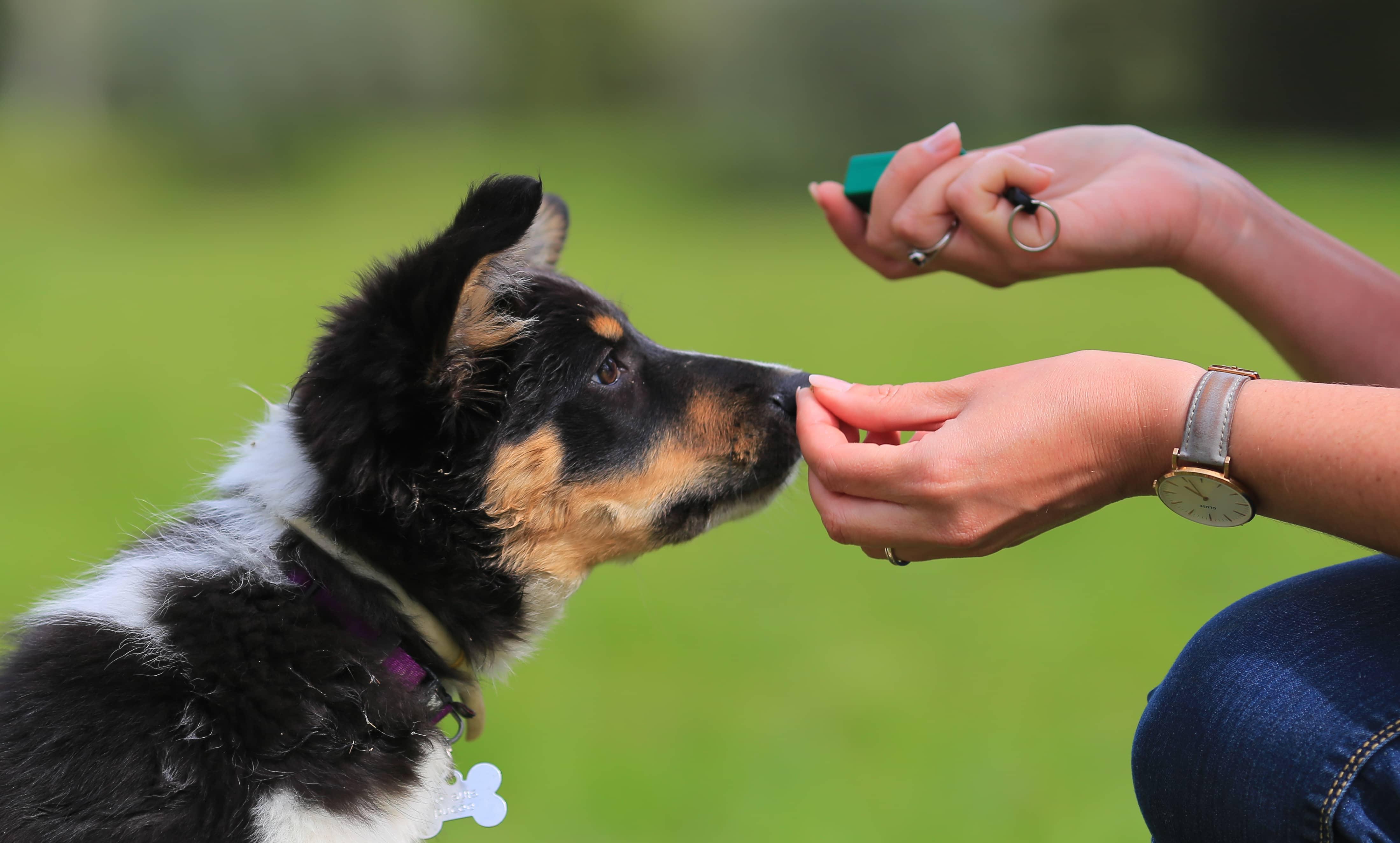 Een trainer houdt een snoepje tegen de neus van een hond terwijl ze clickertraining geeft.